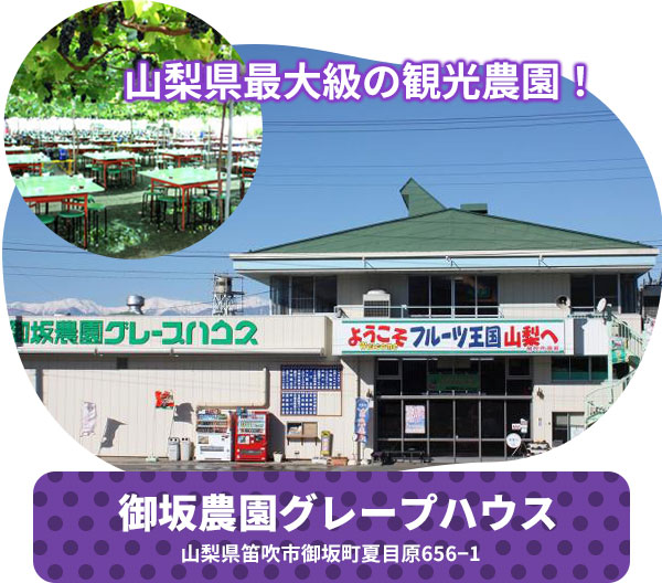 山梨県最大級の観光農園！「御坂農園グレープハウス」（山梨県笛吹市御坂町夏目原656−1）